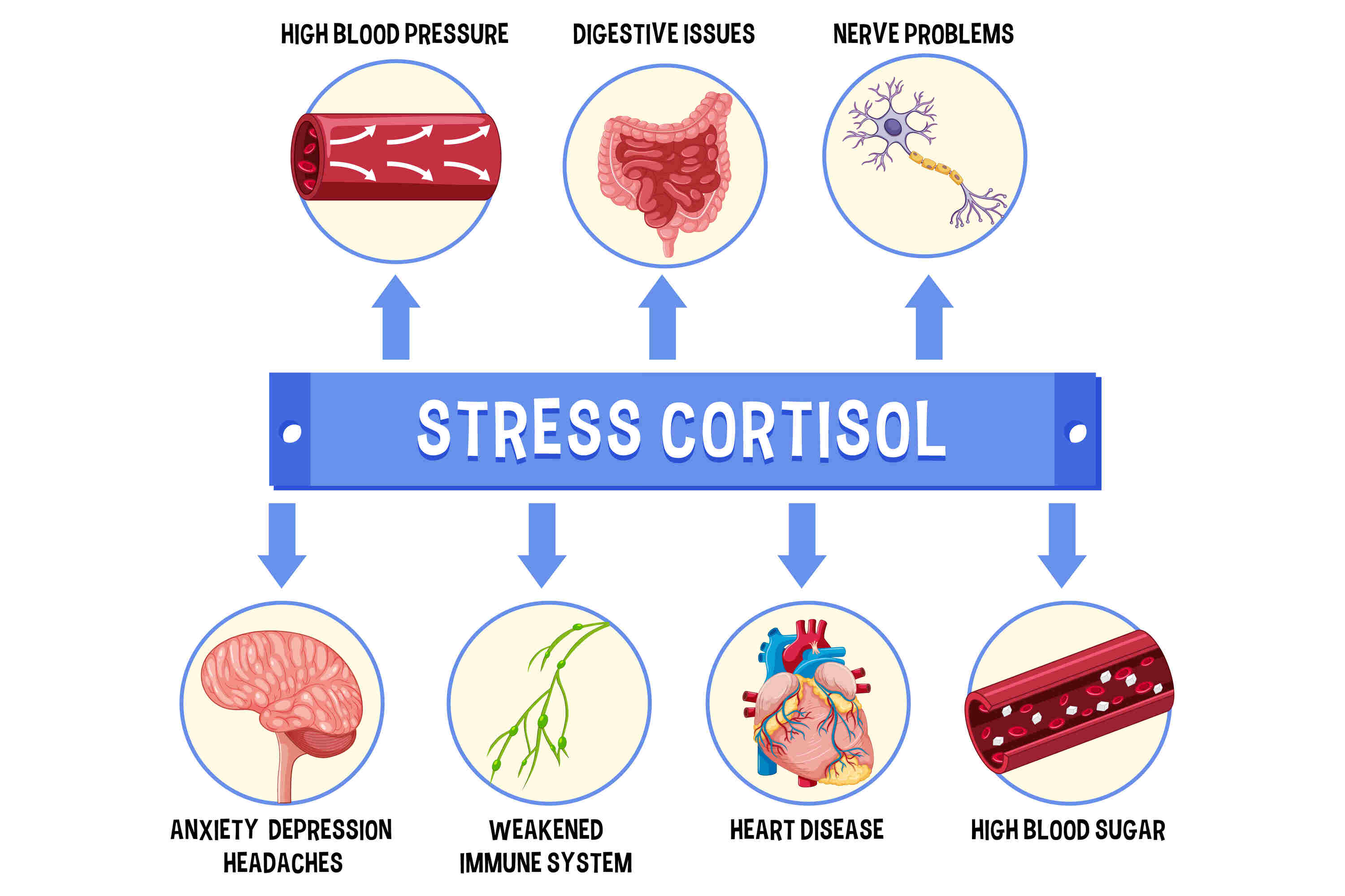 Cortisol is a glucocorticoid hormone that our adrenal glands produce and release.